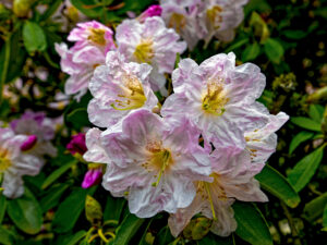 Delicate Pink Rhododendron Flowers, the official state flower of Washington. A common flower Dr. Helmus sees during her summer break in Washington.