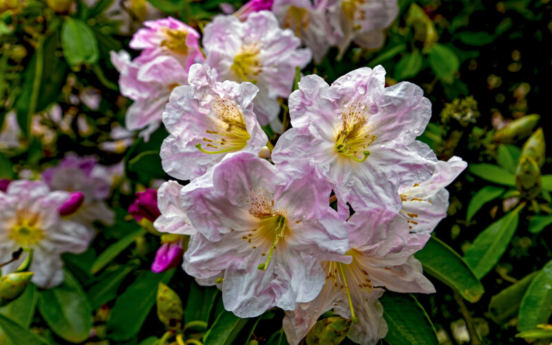 Delicate Pink Rhododendron Flowers, the official state flower of Washington. A common flower Dr. Helmus sees during her summer break in Washington.