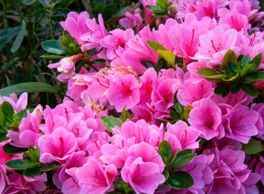 A lively, booming azalea bush